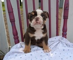 Small #8 English Bulldog
