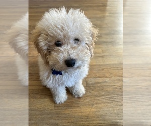 Goldendoodle (Miniature) Puppy for sale in STERLING HEIGHTS, MI, USA