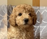 Puppy Teddy Cavapoo (Miniature)