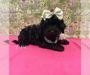 YorkiePoo Puppy for sale in WINNSBORO, LA, USA