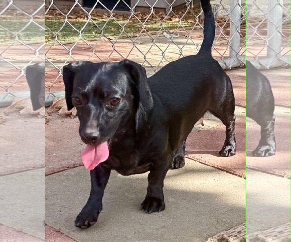Medium Photo #6 Chiweenie Puppy For Sale in La Verne, CA, USA