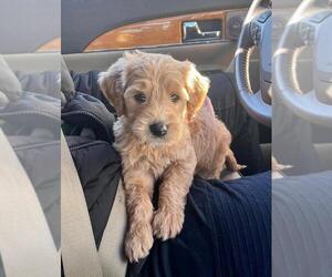 Doodle-Goldendoodle Mix Puppy for sale in INDEPENDENCE, MO, USA