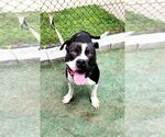 Small #1 American Pit Bull Terrier Mix