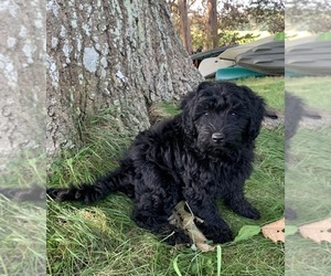 Goldendoodle (Miniature) Puppy for sale in ROWLEY, MA, USA