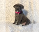 Small Photo #19 Cane Corso Puppy For Sale in HESPERIA, CA, USA