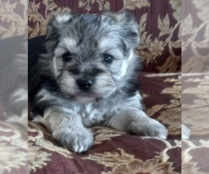 Morkie Puppy for sale in HINCKLEY, MN, USA