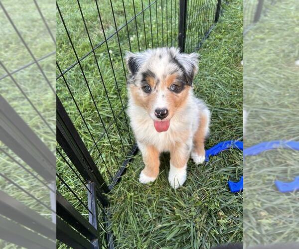 Medium Photo #14 Australian Shepherd Puppy For Sale in JEROMESVILLE, OH, USA