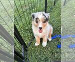Small #13 Australian Shepherd
