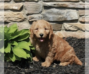 Goldendoodle (Miniature) Puppy for sale in FREDERICKSBURG, OH, USA