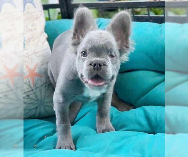 Medium Photo #5 French Bulldog Puppy For Sale in Tustin, CA, USA