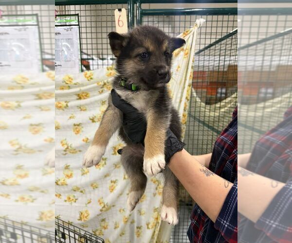 Medium Photo #2 Mutt Puppy For Sale in Calgary, Alberta, Canada