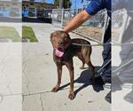 BRUCE - Male Mutt Dog for Adoption - Small photo
