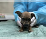 Small Chihuahua Mix