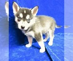 Puppy 2 Alaskan Klee Kai