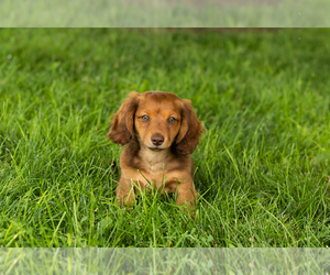 Dachshund Puppy for sale in BREMEN, IN, USA