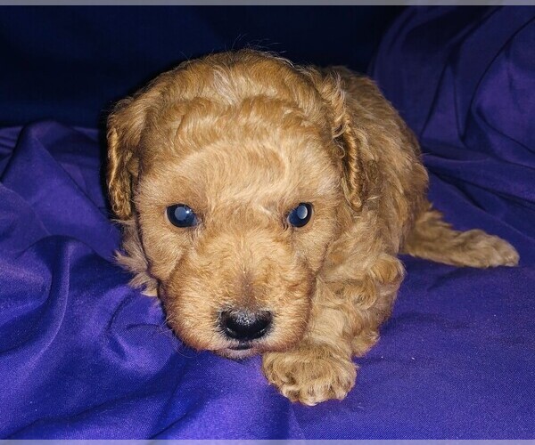 Medium Photo #18 Poodle (Toy) Puppy For Sale in CARTHAGE, MO, USA