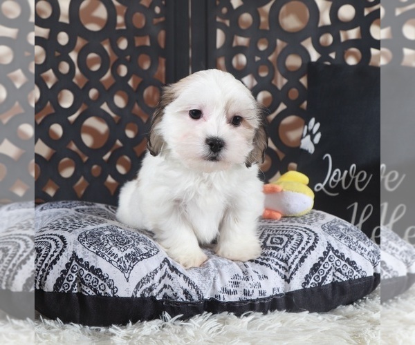 Medium Photo #2 Zuchon Puppy For Sale in MOUNT VERNON, OH, USA