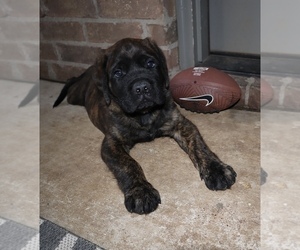Mastiff Puppy for sale in LUBBOCK, TX, USA