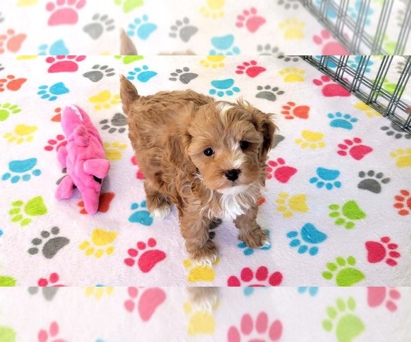 Medium Photo #2 Cavapoo (Miniature)-Poodle (Toy) Mix Puppy For Sale in ORO VALLEY, AZ, USA