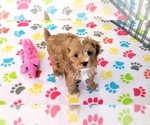 Small #1 Cavapoo (Miniature)-Poodle (Toy) Mix