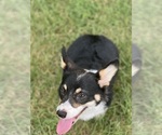 Puppy Red boy Pembroke Welsh Corgi