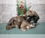 Small #2 Shih Tzu