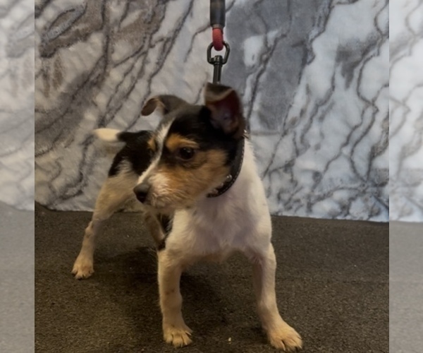 Medium Photo #5 Jack Chi Puppy For Sale in MOUNT CARMEL, PA, USA