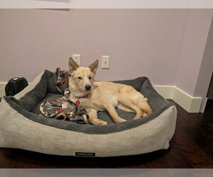 German Shepherd Dog-Unknown Mix Dogs for adoption in Bellingham, WA, USA