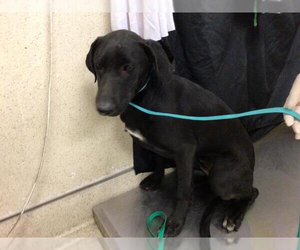 Medium Photo #1 Labrador Retriever Puppy For Sale in Riverside, CA, USA