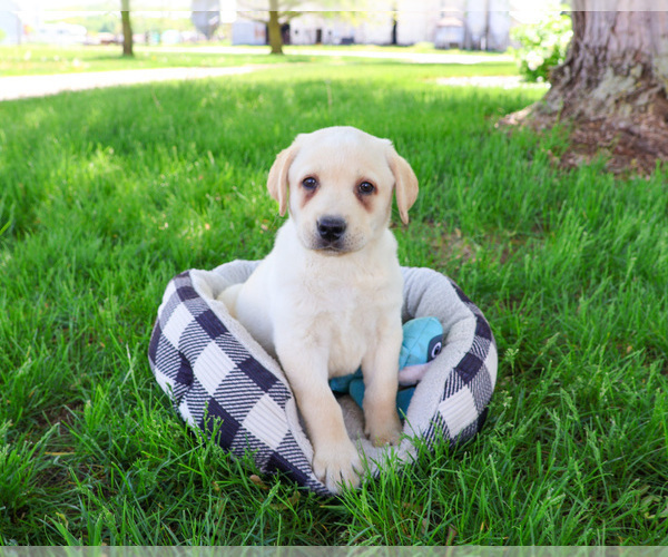 Medium Photo #8 Labrador Retriever Puppy For Sale in SYRACUSE, IN, USA