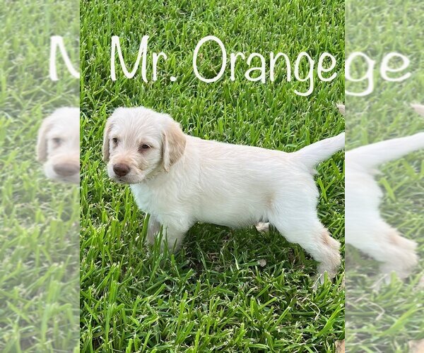 Medium Photo #1 Labradoodle Puppy For Sale in ARGYLE, TX, USA