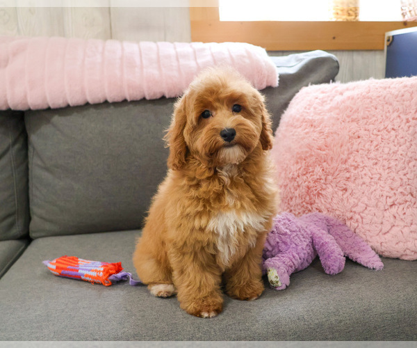 Medium Photo #2 Goldendoodle mix (+ Poodle Miniature) Puppy For Sale in SYRACUSE, IN, USA