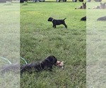 Small #2 Cane Corso