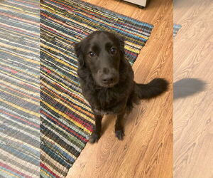 Labrador Retriever-Unknown Mix Dogs for adoption in Bend, OR, USA