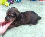 Small #6 Dachshund