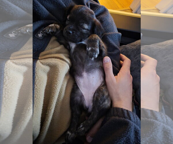 Medium Photo #4 Labrador Retriever-Unknown Mix Puppy For Sale in Holly Springs, NC, USA