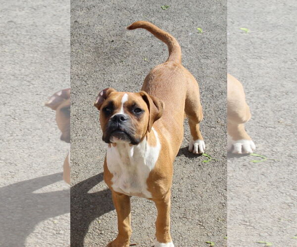 Medium Photo #2 Boxer Puppy For Sale in Burnsville, MN, USA