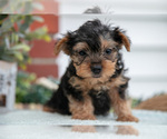 Small Photo #18 Yorkshire Terrier Puppy For Sale in MONROE, IN, USA