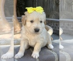 Small Photo #72 Golden Retriever Puppy For Sale in SACRAMENTO, CA, USA