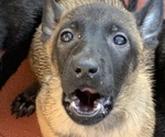 Small Photo #29 Belgian Malinois Puppy For Sale in HARKER HEIGHTS, TX, USA