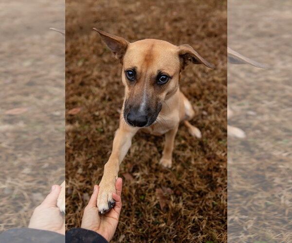 Medium Photo #9 Mutt Puppy For Sale in Cary, NC, USA