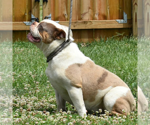 Olde English Bulldogge Puppy for sale in HOAGLAND, IN, USA