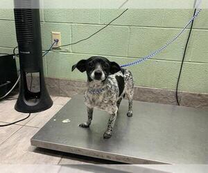 Chihuahua-Unknown Mix Dogs for adoption in Grand Prairie, TX, USA