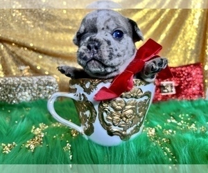 French Bulldog Puppy for sale in HAYWARD, CA, USA