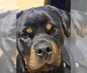 Rottweiler-Unknown Mix Dogs for adoption in Springdale, PA, USA