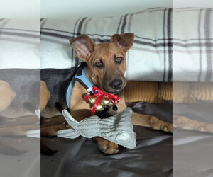 German Shepherd Dog-Unknown Mix Dogs for adoption in Aurora, CO, USA