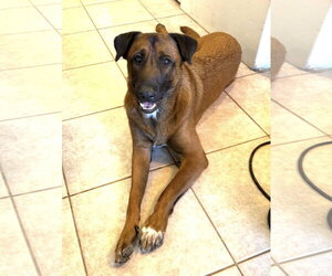 KIRBY #2 - Male Mutt Dog for Adoption - Photo #2