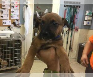 German Shepherd Dog-Unknown Mix Dogs for adoption in Riverside, CA, USA