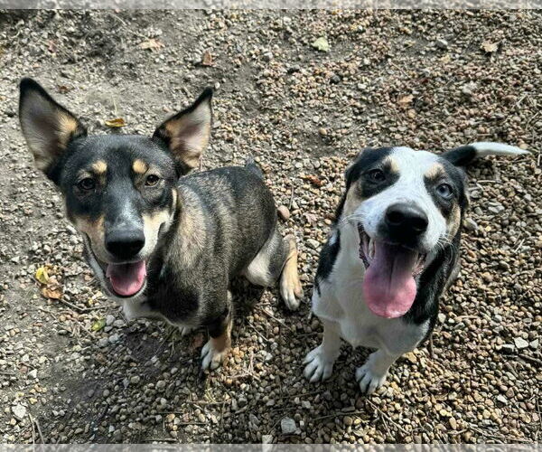 Medium Photo #4 Australian Kelpie-Unknown Mix Puppy For Sale in Anniston, AL, USA