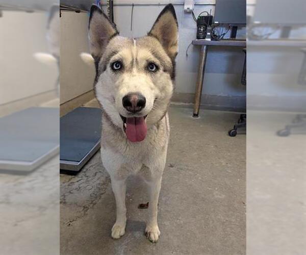Medium Photo #1 Siberian Husky Puppy For Sale in Camarillo, CA, USA